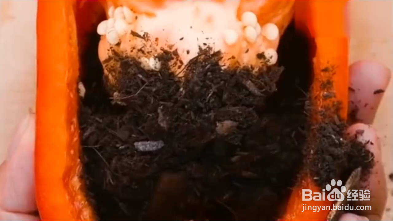 如何在家种植辣椒？