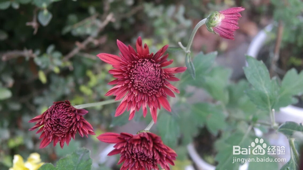 如何准确叫出几种常见菊花的名字