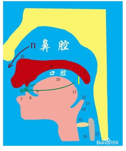 n和l的发音的窍门