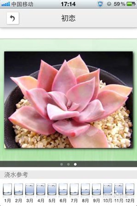 如何养好多肉植物初恋