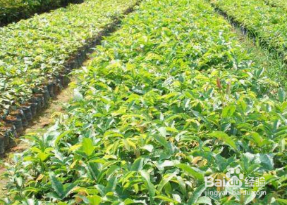 小叶紫檀树苗价格