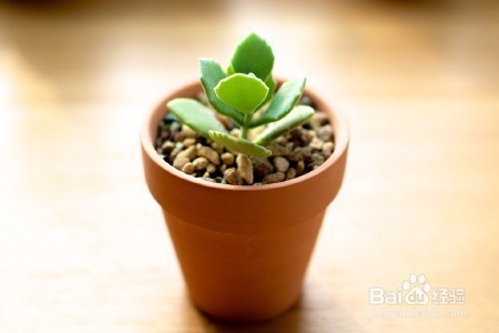 三分钟速成之最美多肉