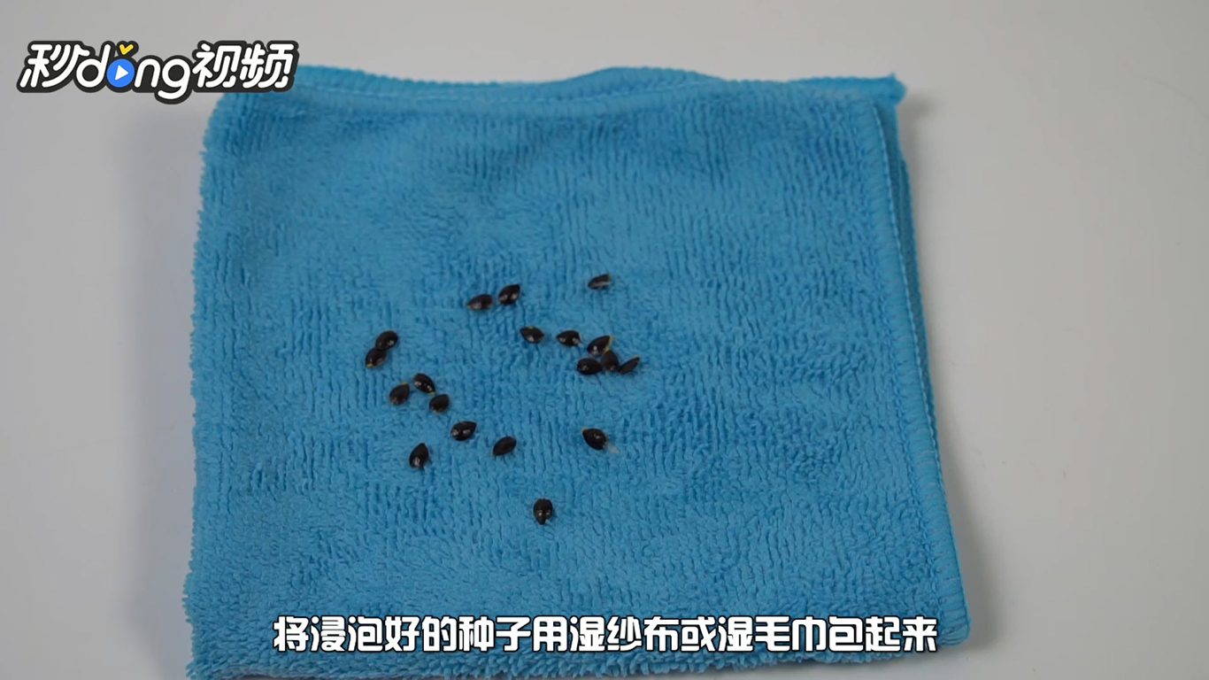 如何在阳台上种植百香果盆栽