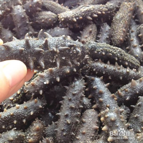 即食海参冷藏还是冷冻