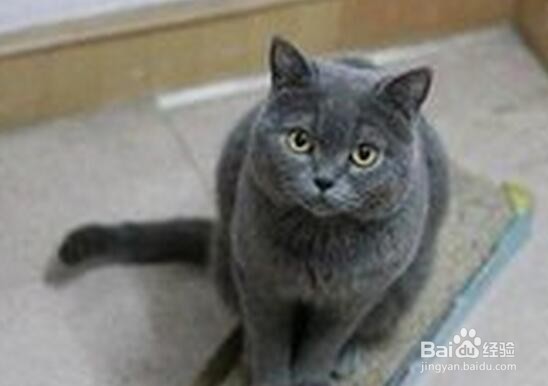 如何饲养英短蓝猫