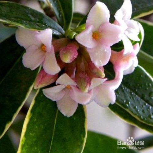 瑞香花叶子发黄怎么办