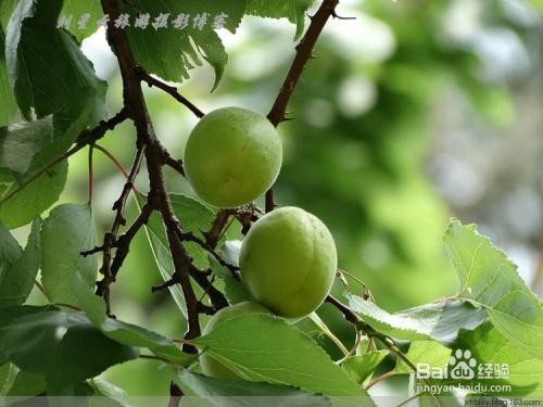 爱吃杏的人要注意，有哪些人不能吃杏？