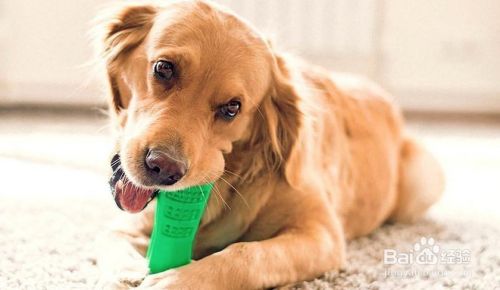 你知道给狗狗刷牙有什么注意事项吗？