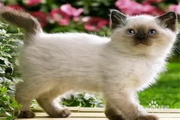 养喜马拉雅猫注意什么
