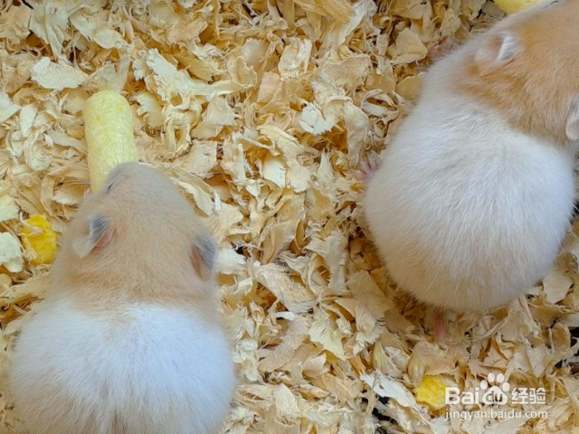 怎么做仓鼠才会信任你？