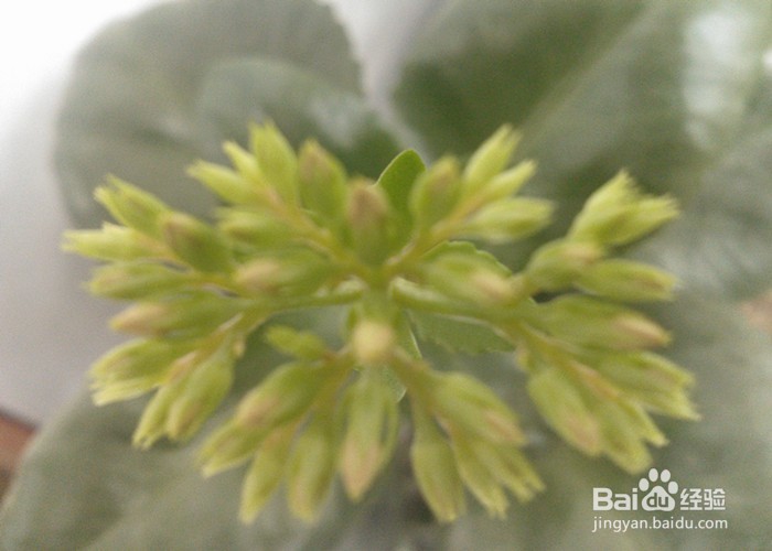 儿童拍摄植物有什么好处