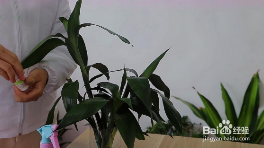 富贵竹生根后怎么养