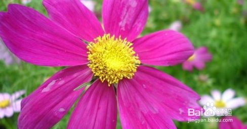 家庭花卉种植应注意哪些问题 百度经验