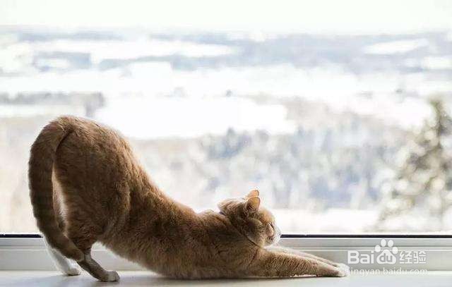 鲍鱼和海参营养功效与作用