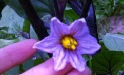 茄子如何点花 百度经验