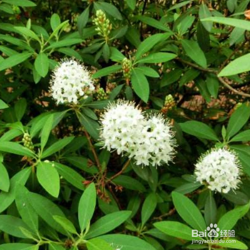 照山白的种植方法和注意事项
