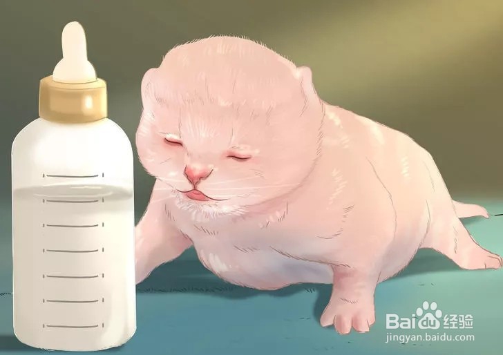 怎样照顾幼猫？