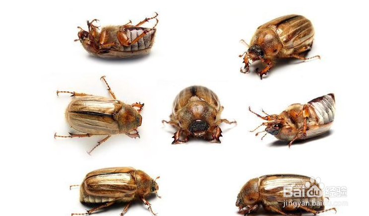 农村抓来喂鸡的“瞎打碰”为什么越来越少了？