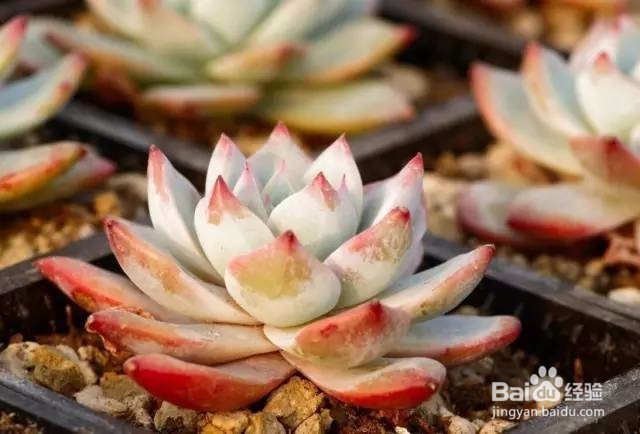 开春种什么绿植这9种勤开花的别错过