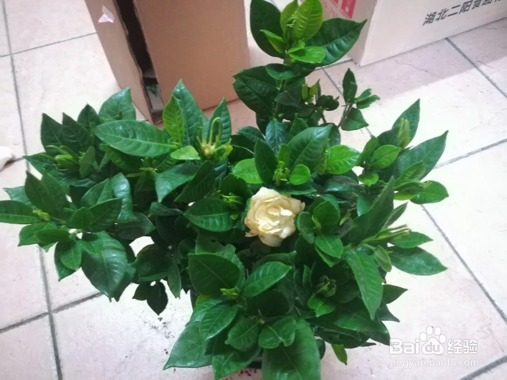 栀子花这样养花儿多