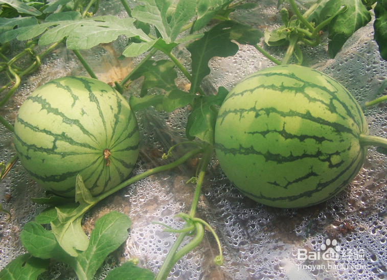 怎么挑选更甜的西瓜