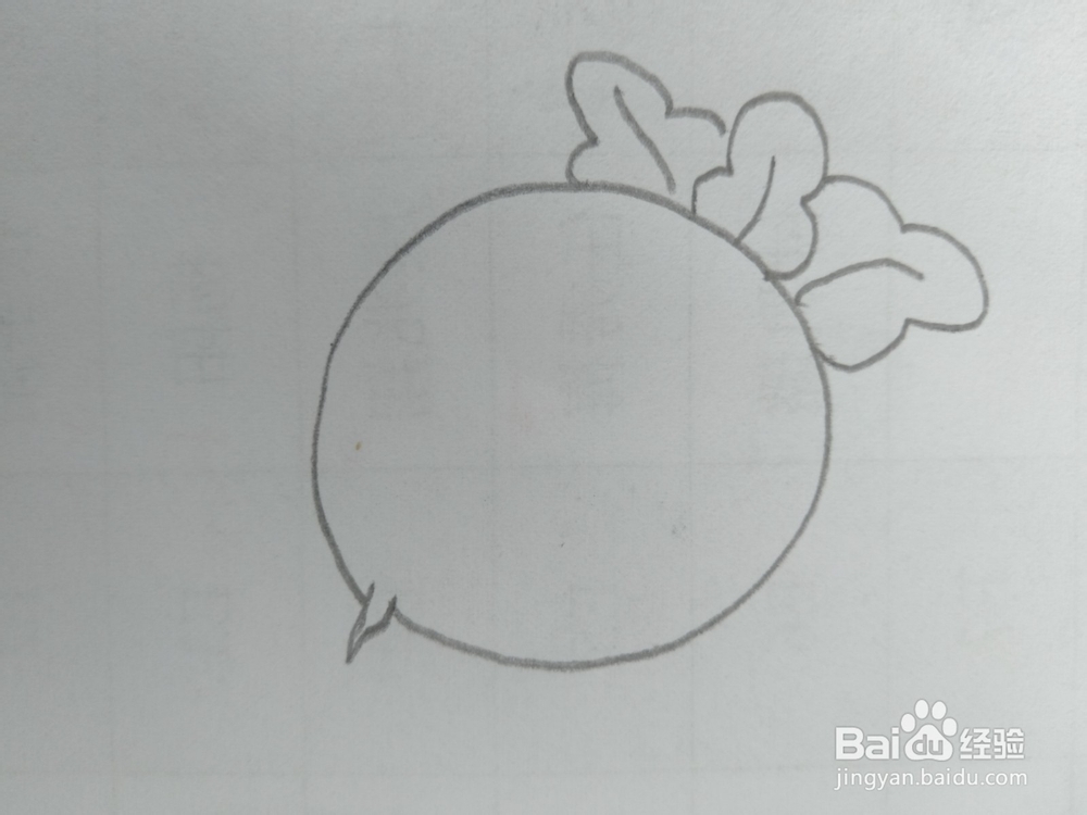 简笔画萝卜画法二