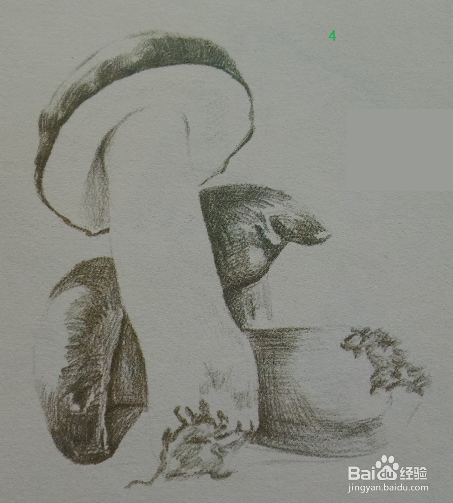 色铅笔绘制蘑菇