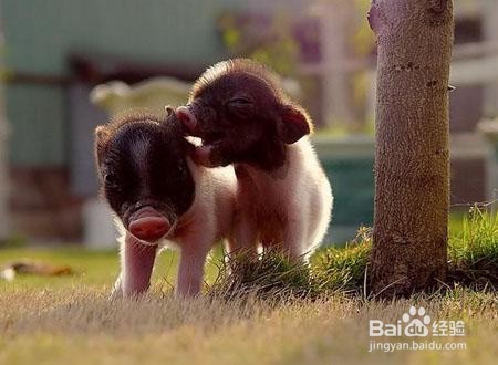 养宠物猪的注意事项