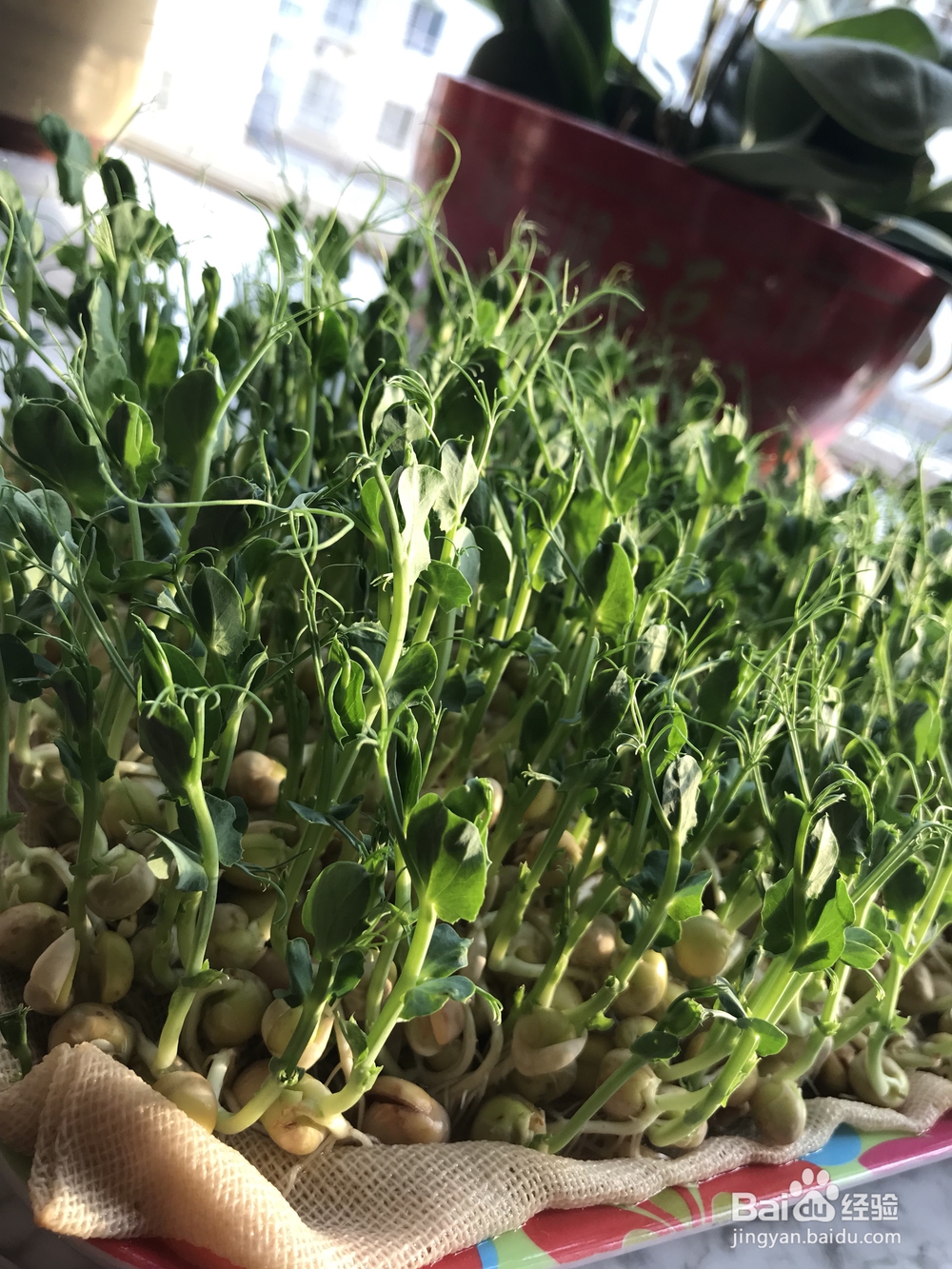 简单好吃的上汤豆苗