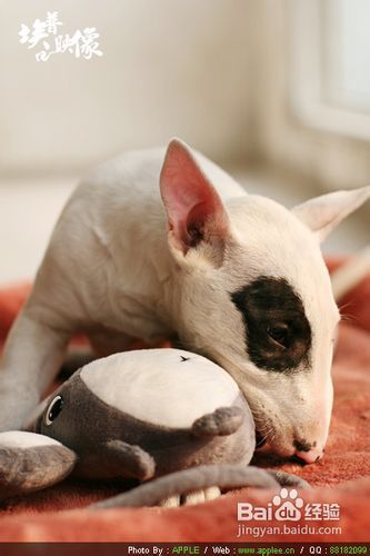 教你训练狗用马桶快速方法