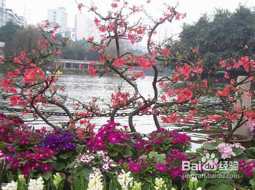 重庆去哪里看花拍婚纱照