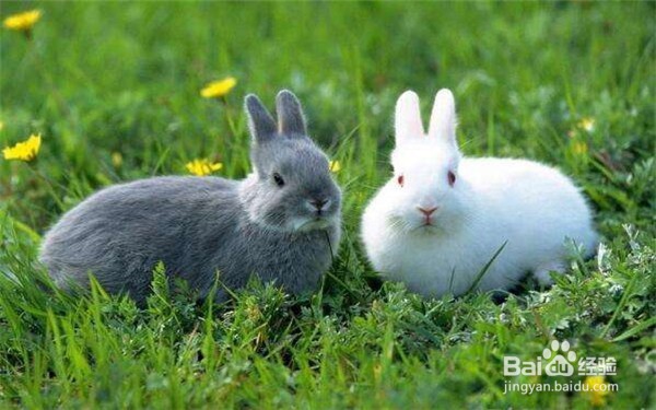家兔繁殖中如何提高繁殖率