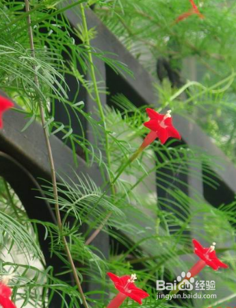如何栽培草本植物茑萝
