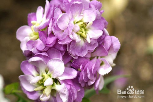 紫罗兰黄叶怎么办？