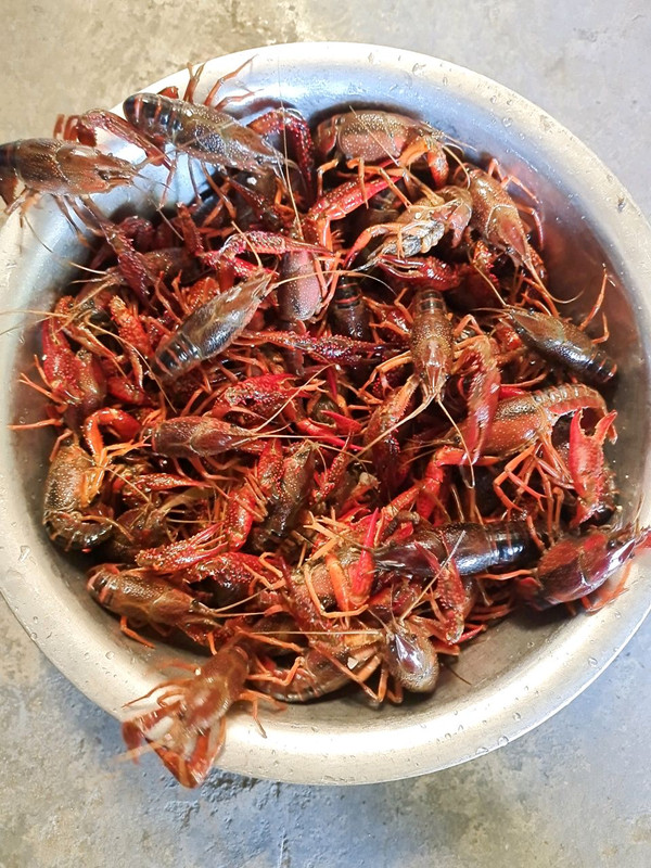 蒜蓉咖喱小龙虾