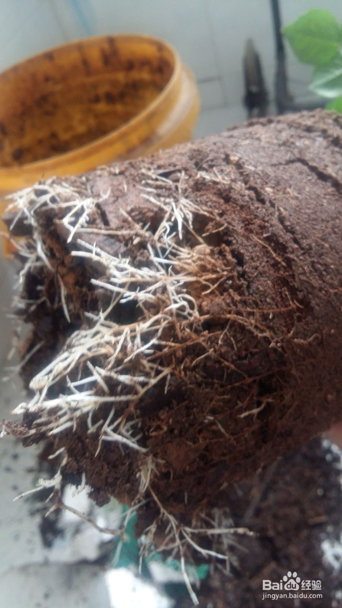 花草翻盆换土方法，怎么养好花草开花多