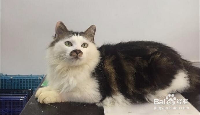 如何买到一只粘人的小猫
