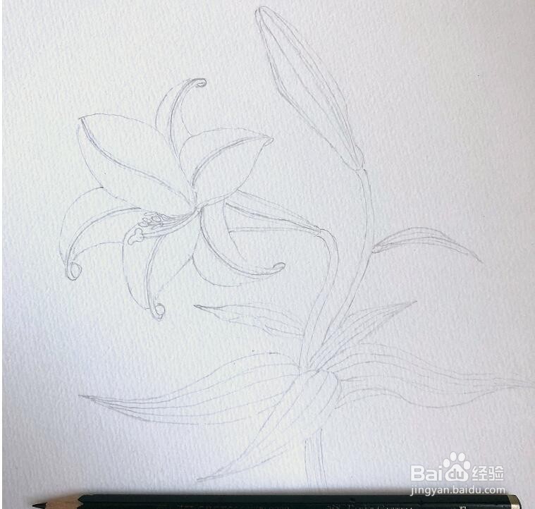 简单的水彩画教程，水彩画百合花步骤图解