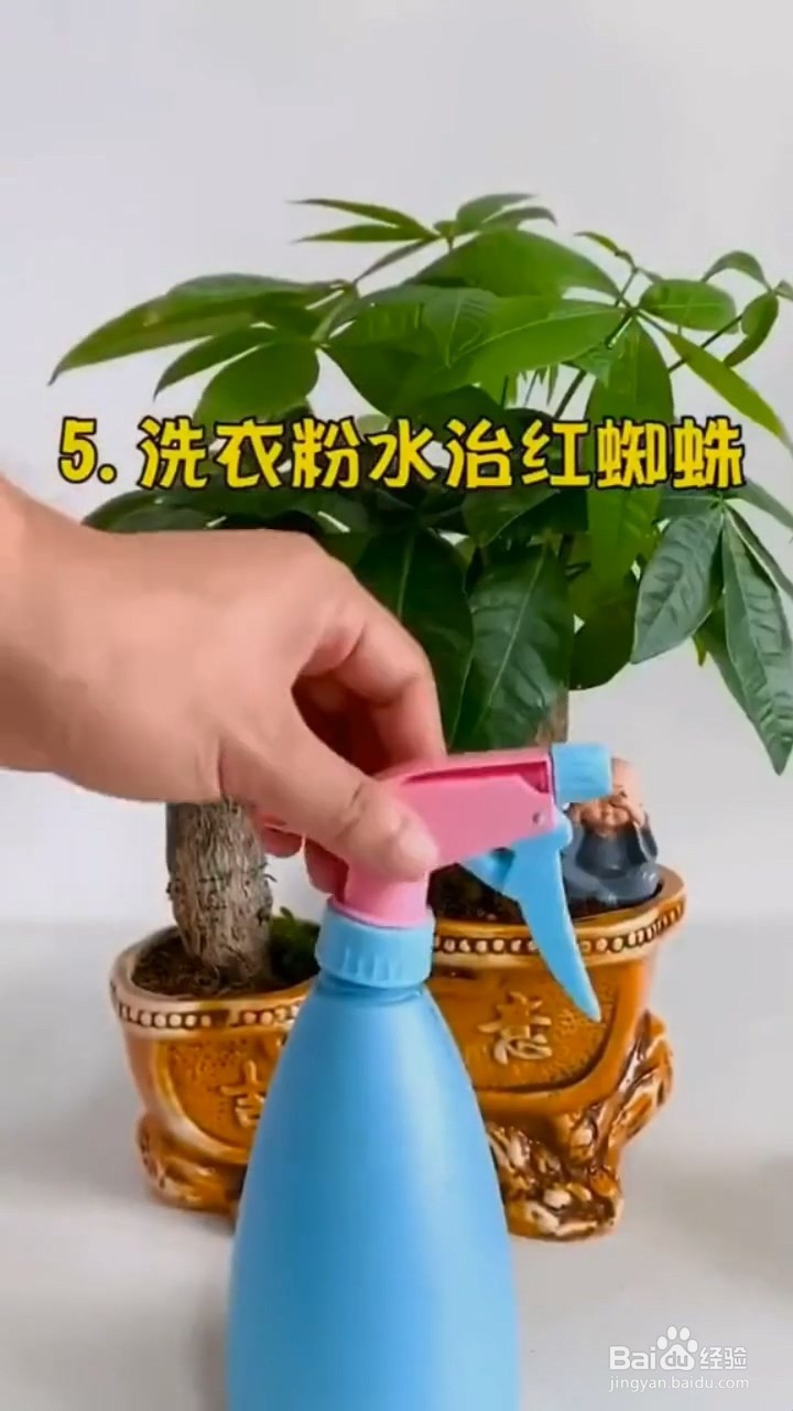 如何去除花盆中的虫子