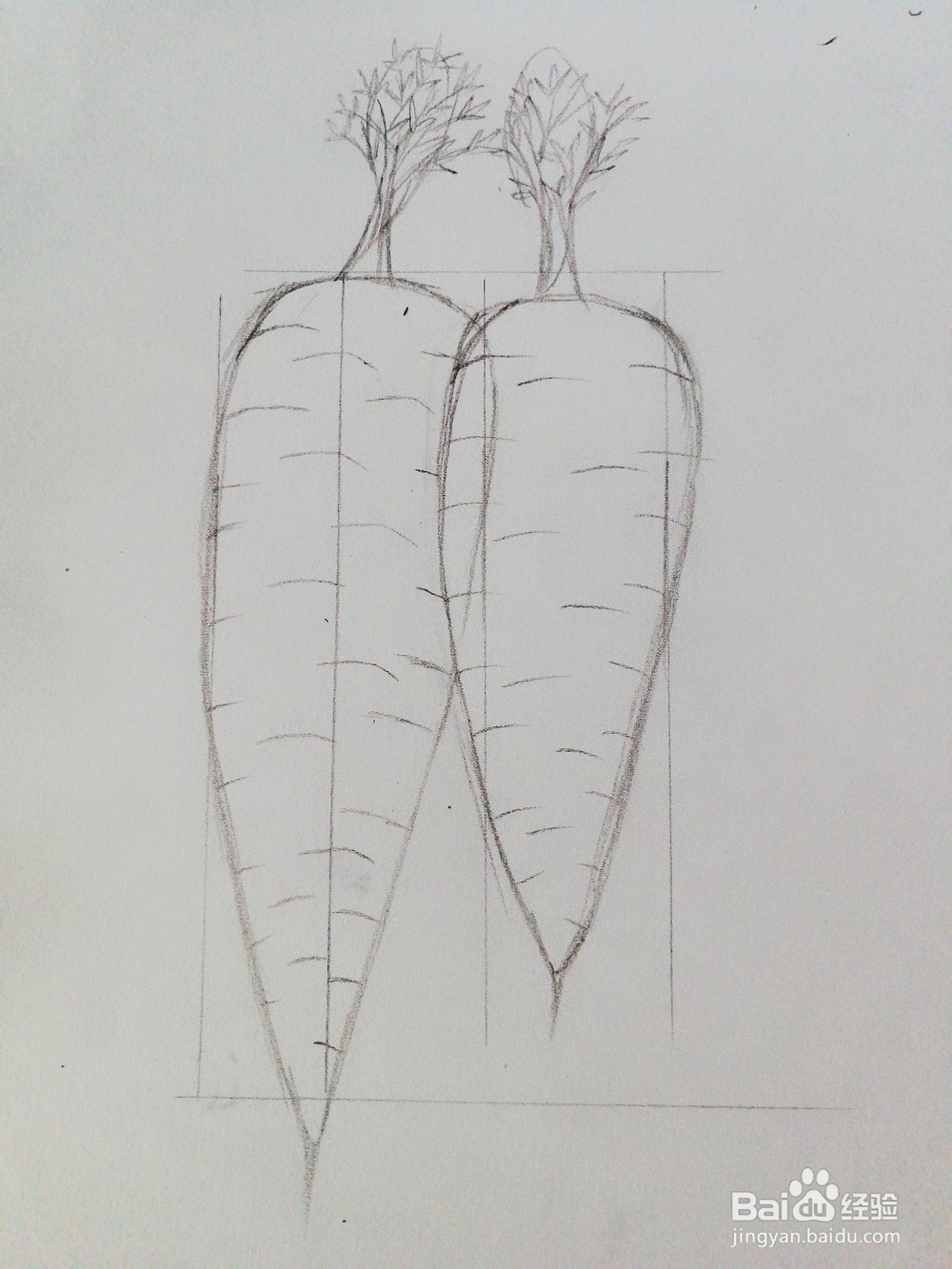 手绘两根胡萝卜卡通绘本插图