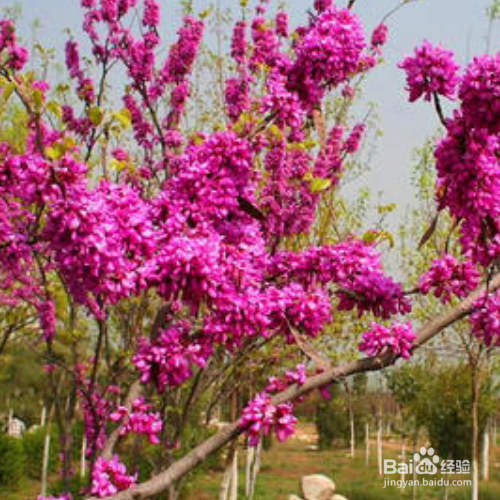 满条红的培育方法和注意事项