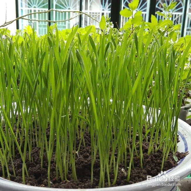 营养美味的小麦草汁