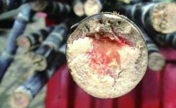 生活中常吃的八种蔬菜有毒，知道是哪些?