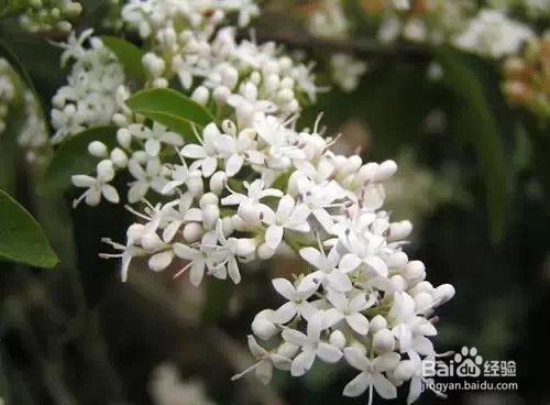 严禁入室的花,看完吓一跳。你家里有么