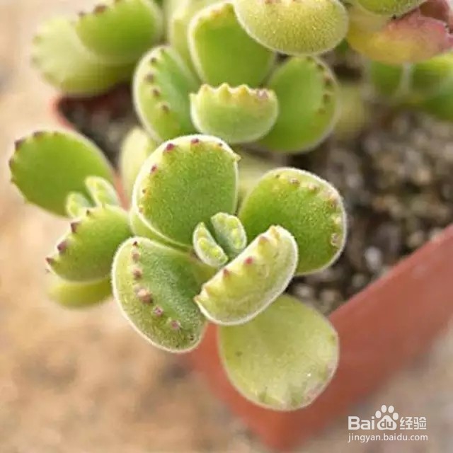 想让熊童子长爆盆，只需要学会浇水即可