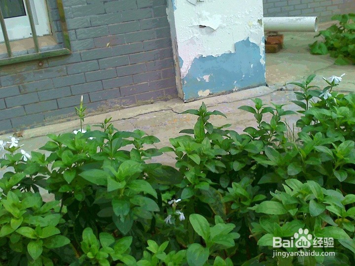 家养的盆栽仙人球怎样养护