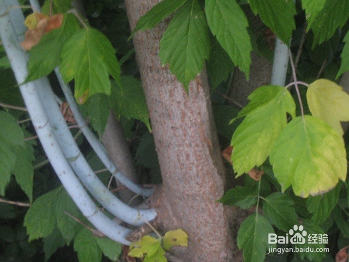 为什么植物剪枝枝干向上长枝叶茂盛