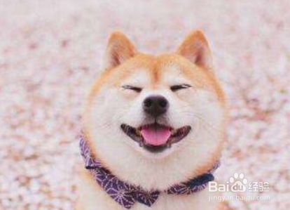 柴犬幼犬喂养注意出生到六个月大的饮食 百度经验