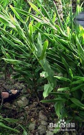 洋合笋——有多少 人知道？