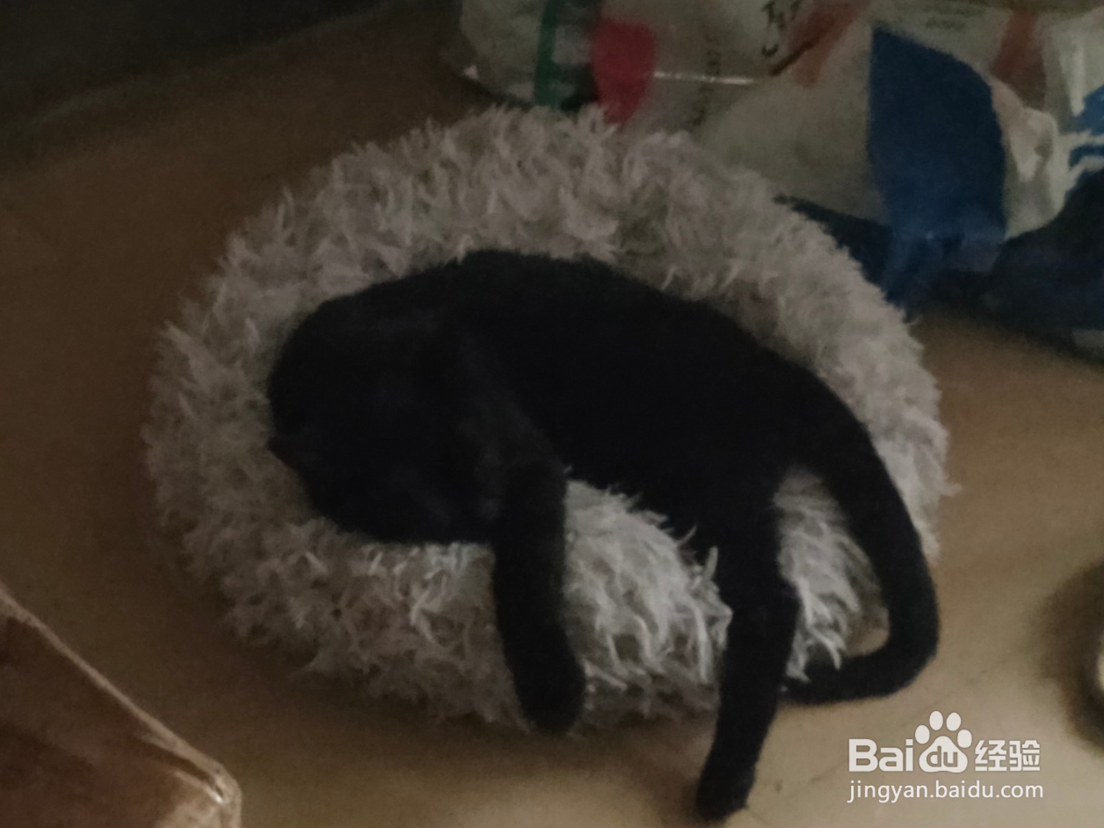 猫不睡猫窝怎么办